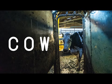 Cow - Official Trailer