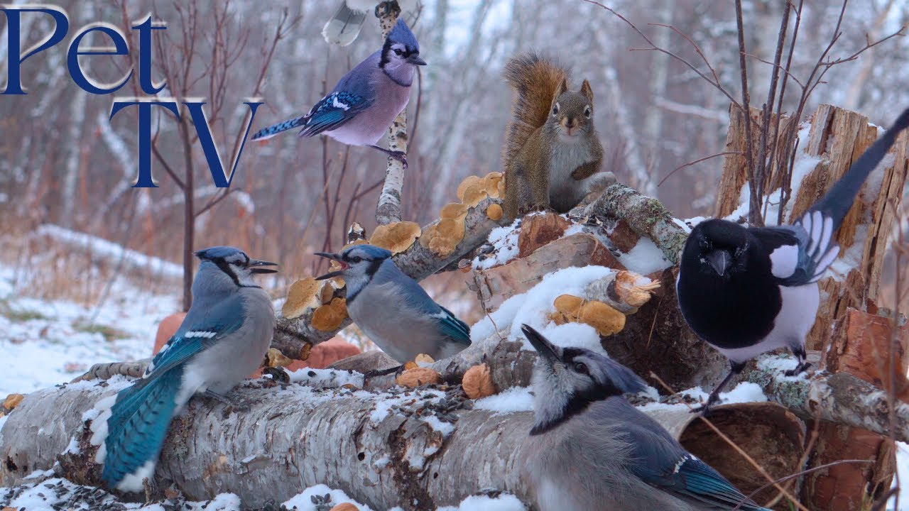 CRAZY SQUIRRELS 🐿️ 8 Hours of Nature Fun for Cats, Dogs, & People - Cat TV • Dog TV