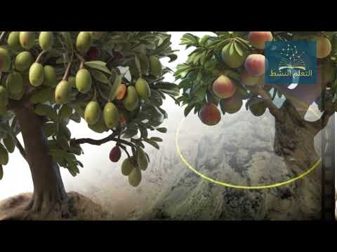 قصة سورة التين ( حوار بن شجرتي التين والزيتون ) G2U3L1