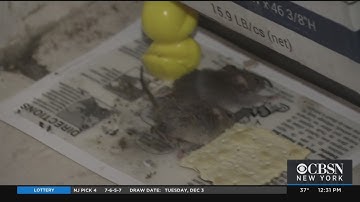 Elizabeth To Join In Lawsuit Against New York City Over Relocating Homeless Families