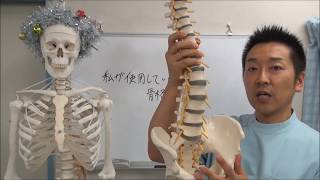 私がお勧めする人体骨格模型　ソムソ社＆３B社