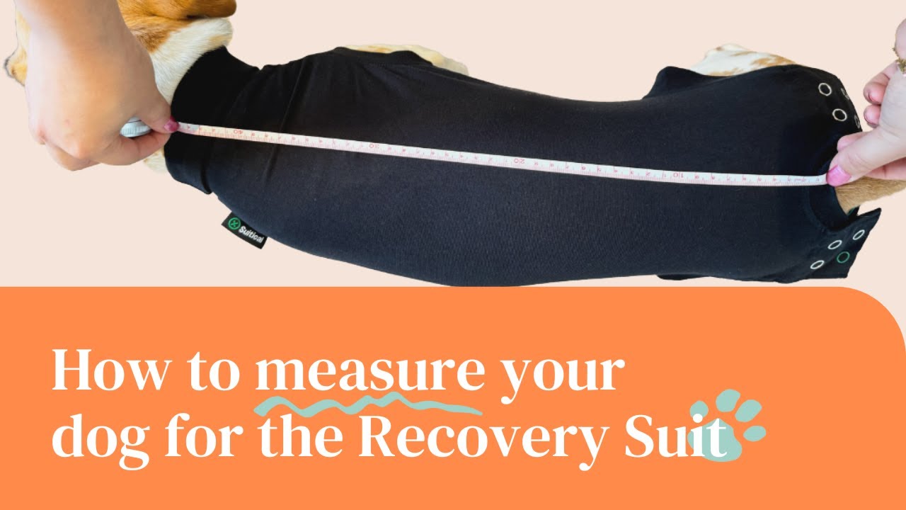 How to Measure Your Dog for the Recovery Suit | Suitical