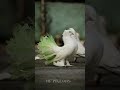 mor Panchi kabutr 🕊️🕊️1 no.