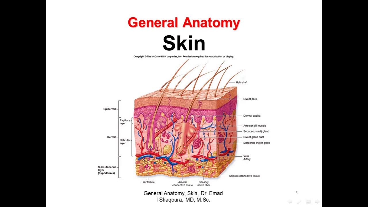 General Anatomy; Skin - YouTube