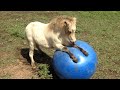 FUNNIEST Pet Fails! 🤣 😂 | Best Compilation 2023