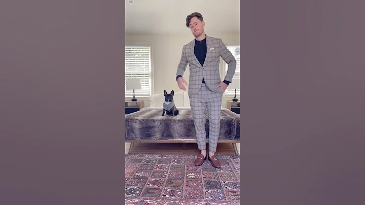 Suit Up! #beautifulones #frenchie #suitstyle #tran...