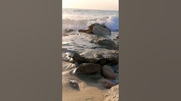 🌻"تلاوة هادئه "من سورة الغاشيه/رعد الكردي •🍃