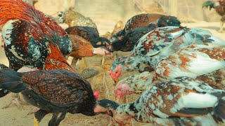 How Farmers Raise Poultry In The Home  Chicken Farming