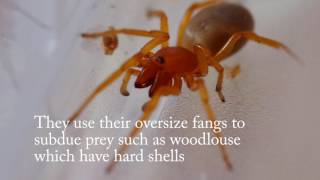 Woodlouse Spider Woodlouse Spider Sowbug Hunter Pillbug Hunter And Slater Spider