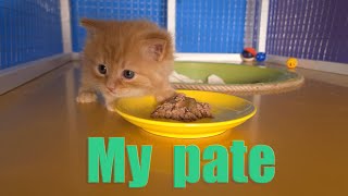Kitten dinner // My pate // Ужин котёнка // Паштет!