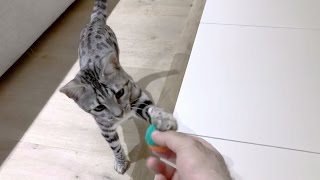 Bengal Cat Playing Fetch