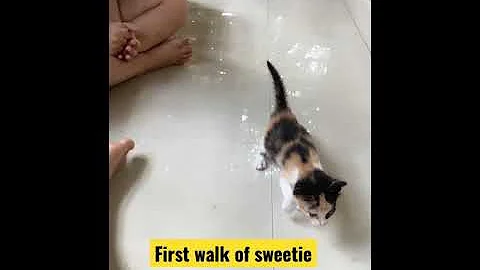 Watch the video about Funny Video First walk by Kitten