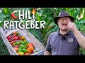 Chilis richtig ernten berwintern und vermehren   der chiliratgeber