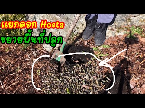 วีดีโอ: การย้ายปลูก Hostas: วิธีการปลูกพืช Hosta