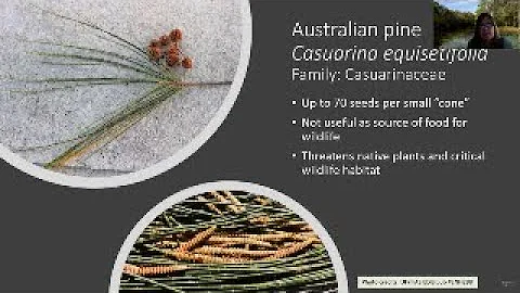 Invasive Species: Episode 03 – Invasive Plants in Natural Areas