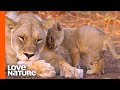 ‘Misfit’ Lion Cub Seeks Attention From the Pride | Love Nature