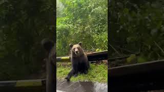 Car Passenger’s Bear Encounter on Road