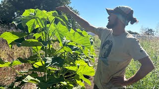 Paulownia Row Crop grown for Agricultural support by KOFrass 74 views 8 months ago 57 seconds