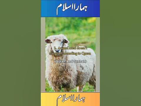 5 Haraam food in Islam!#hamaraislam #islamicstories #guidedpath # ...