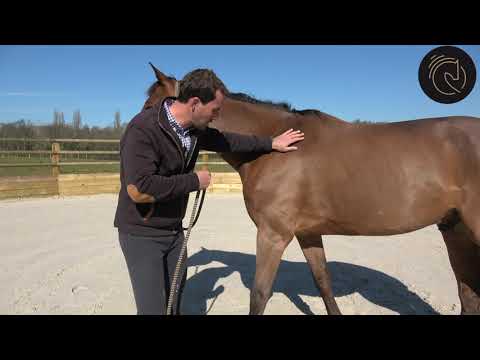 Vidéo: Est-ce que donner des coups de pied à un cheval leur fait mal ?