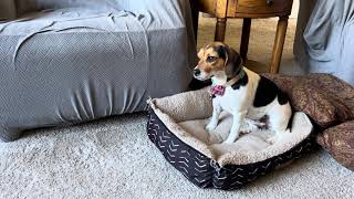 PANSY PUPPY POWER EP 223  '#PANSY, POST SPAY SURGERY HOME RECOVERY UPDATE#1' (FULL NARRATED VERSION) by Titans Media  76 views 1 month ago 1 minute, 29 seconds