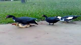 Close Ducks mating Chicken || Amazing Duck mating chicken many times