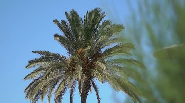 Slow Motion View Of Palm Tree Under A Blue Sky | Copyright Free | Stock Video 1080 Full HD