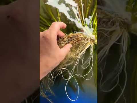 Video: Amazon Sword Plant Facts – Amazon Sword Plant Care i akvarier