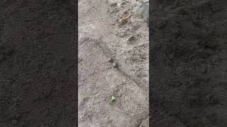 #snailrace amarren sus apuestas "esperando ah que se sequen los árboles" #subscribe 🤟