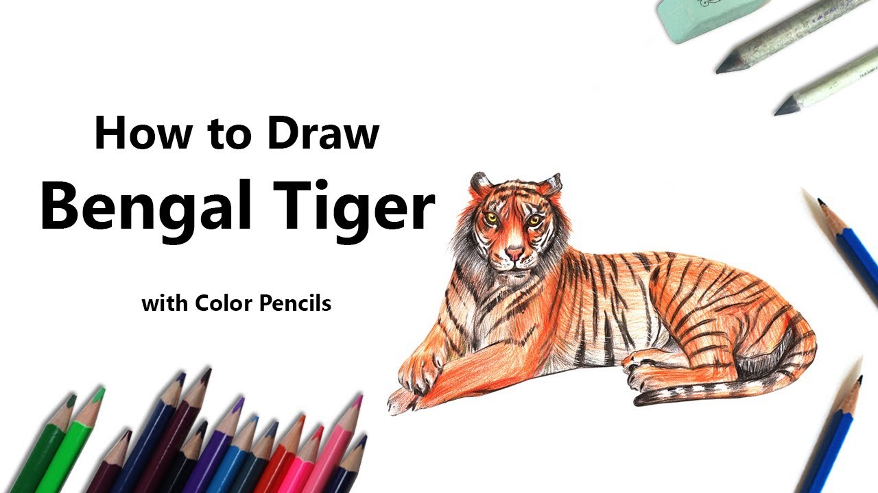 Pencil Bengal Tiger Drawing Easy - casual Pencil skirt outfit