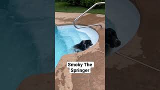 First One In The Pool This Year?  Smoky The Springer Spaniel!