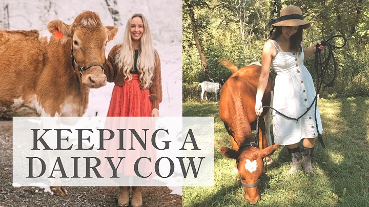 Answering Your Questions About Owning a Dairy Cow ...