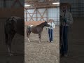 Teaching your horse to stop biting and nibbling