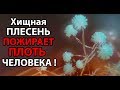 Хищная плесень пожирает плоть человека ! ( Plague Inc: Evolved )