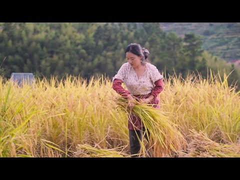 Double Ninth Festival | The rice has matured, make a table of dishes for the family to enjoy.