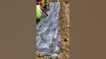 How to do mulching... #shorts #mulching #farming