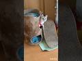 言葉を理解している元野良猫A cat that understands language