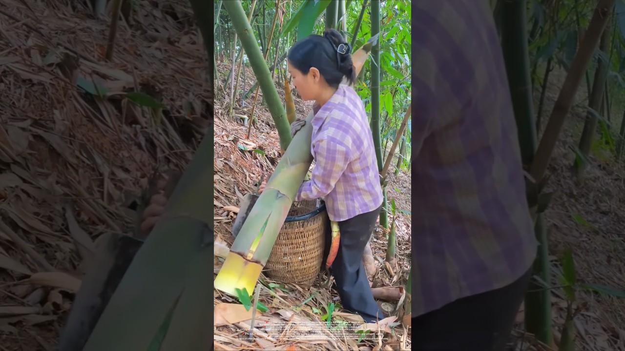 Can this kind of bamboo shoot grow 1 meter? The favorite "game" of rural people