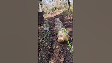 dragging some big leaf maple up to the mill. Getting down on the alaskan sawmill!