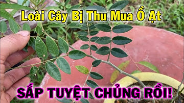 Cây làm Chắc Răng, Chữa Sâu Răng, Răng Lung Lay Mạnh Nhất Mà Quân được biêt  | THAODUOC.NET