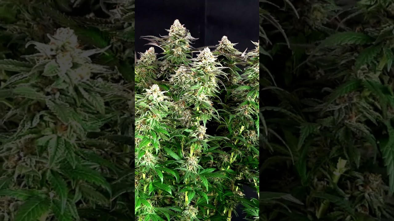 How  to  Grow Weed - Lemon Shining Silver Haze
