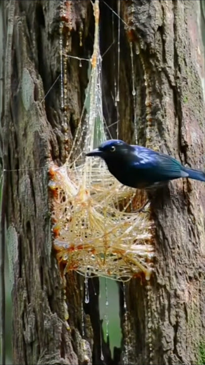 Download lagu Cara Unik Burung Bikin Sarang 🦅🕊