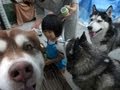 Siberian Husky.子供を守るハスキー犬アリス husky  dog which protects a child
