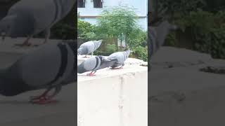 Ishq Aur Pyar Ka Maza Lijiye Remix Song by Altaf Raja