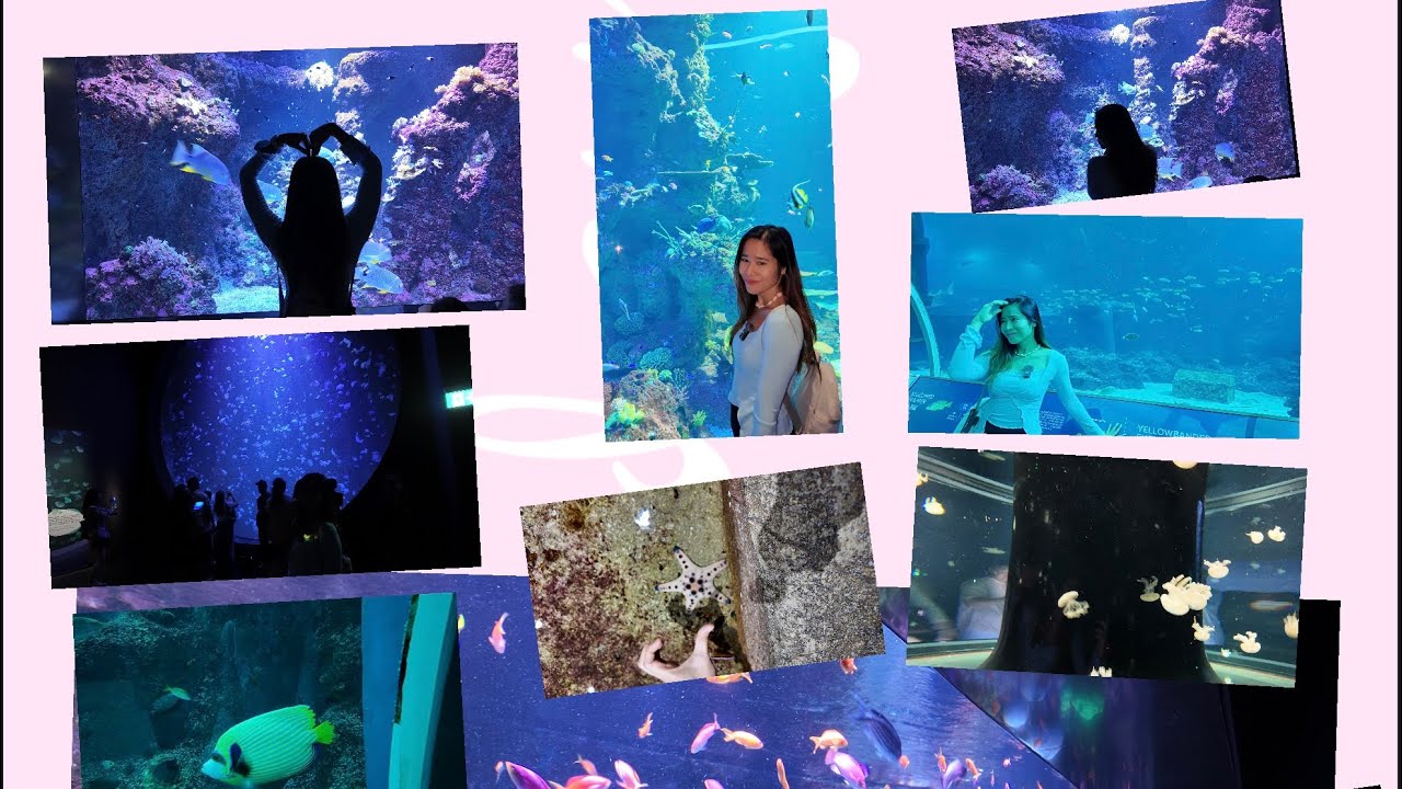 NEW SINGAPORE OCEARARIUM ထဲက အရမ်းလှတဲ့ Underwater World 🌊