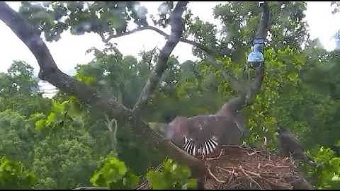 Eaglets First Flight