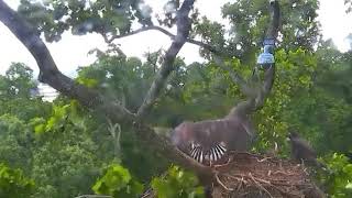 Eaglets First Flight