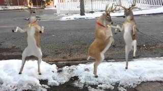 REINDEER DANCE FX GURU |