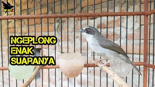 🔴 Suara Opior paruh tebal Ngeplong