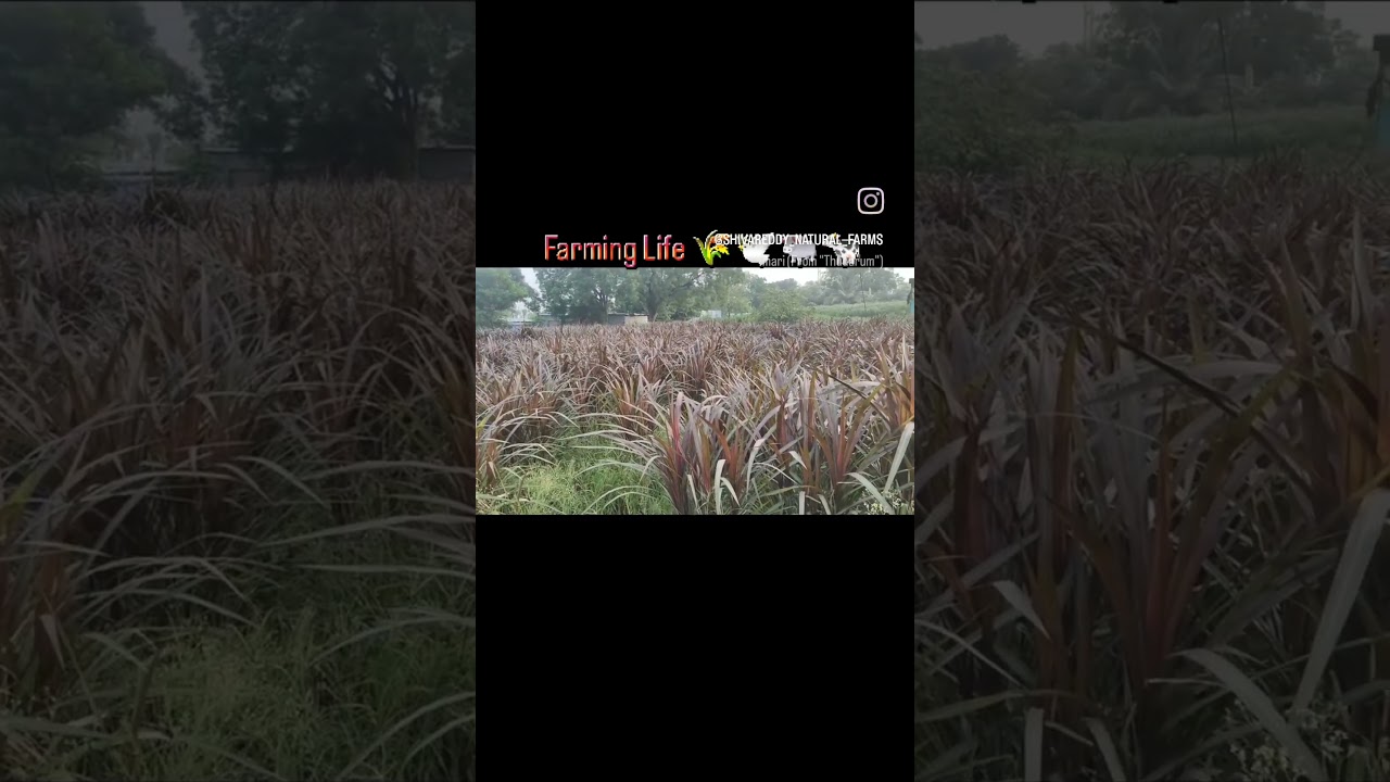 Red nepier grass 🐃🐄🌾 